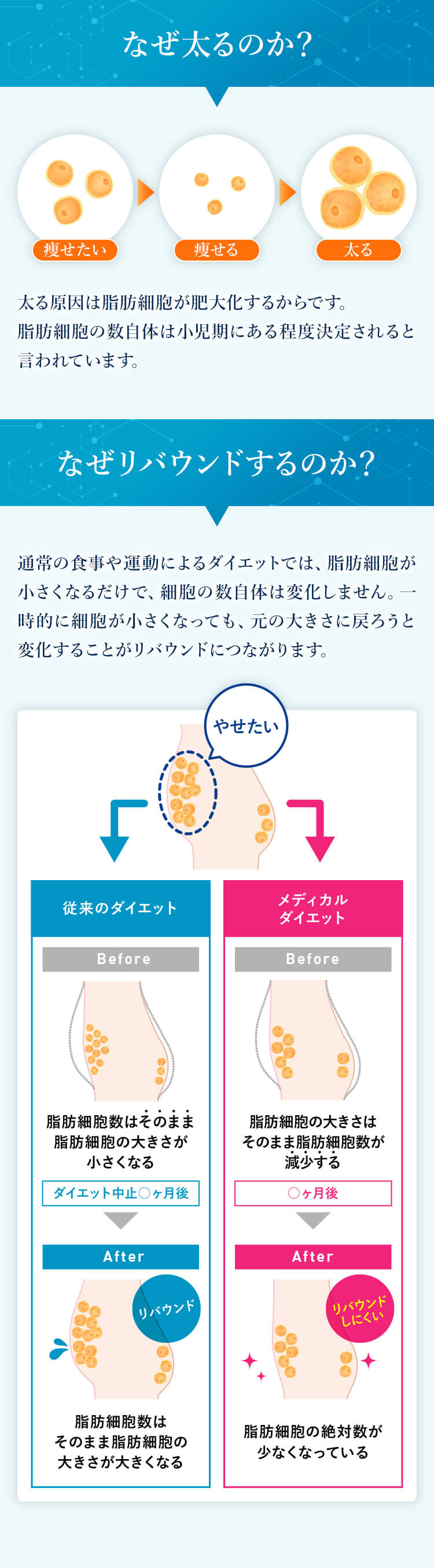 なぜ太るのか？　なぜリバウンドするのか？