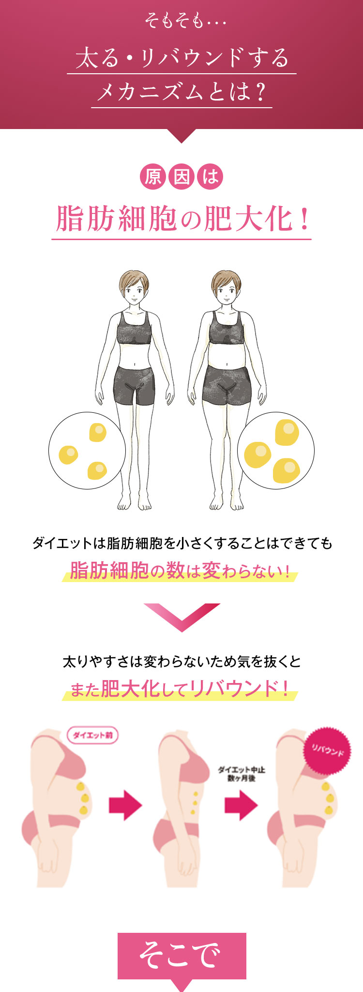 そもそも…太る・リバウンドするメカニズムとは?原因は脂肪細胞の肥大化!