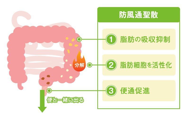 防風通聖散の特徴と効果