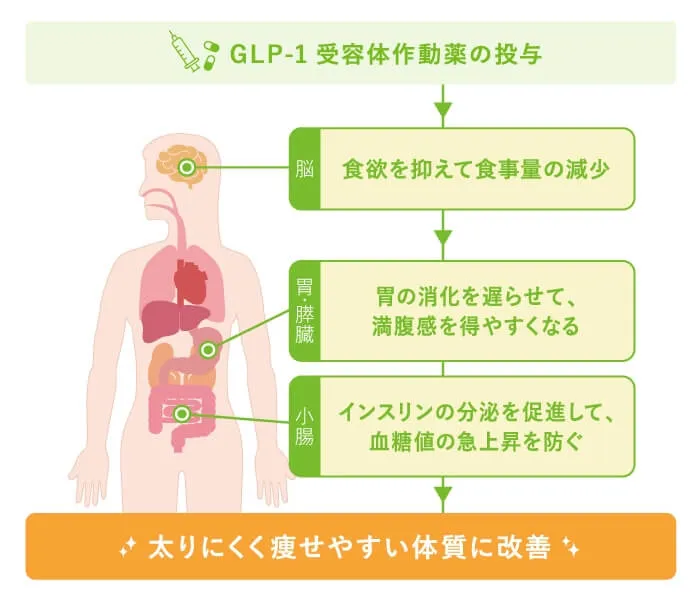 画像：GLP-1ダイエットの仕組みと効果