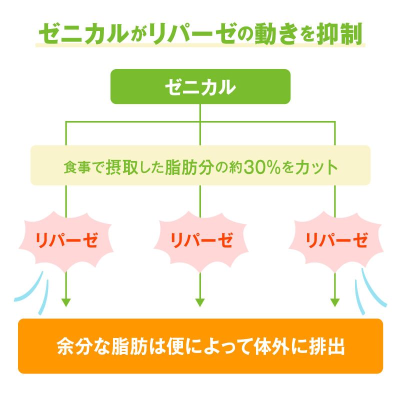 ゼニカルの特徴と効果